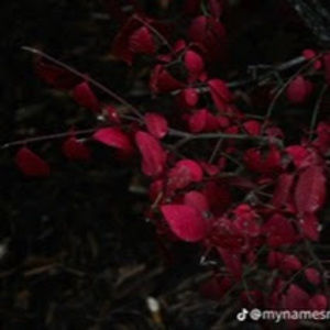 Meet your Posher, Ivory